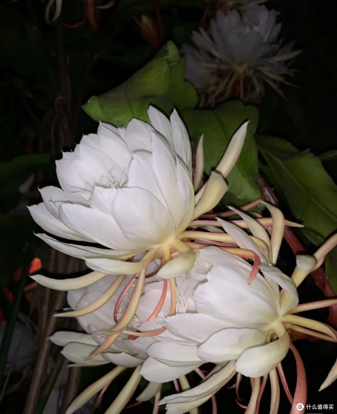 离谱!大叔“养5年的昙花”变身天外飞仙,网友:很仙的样子啊~