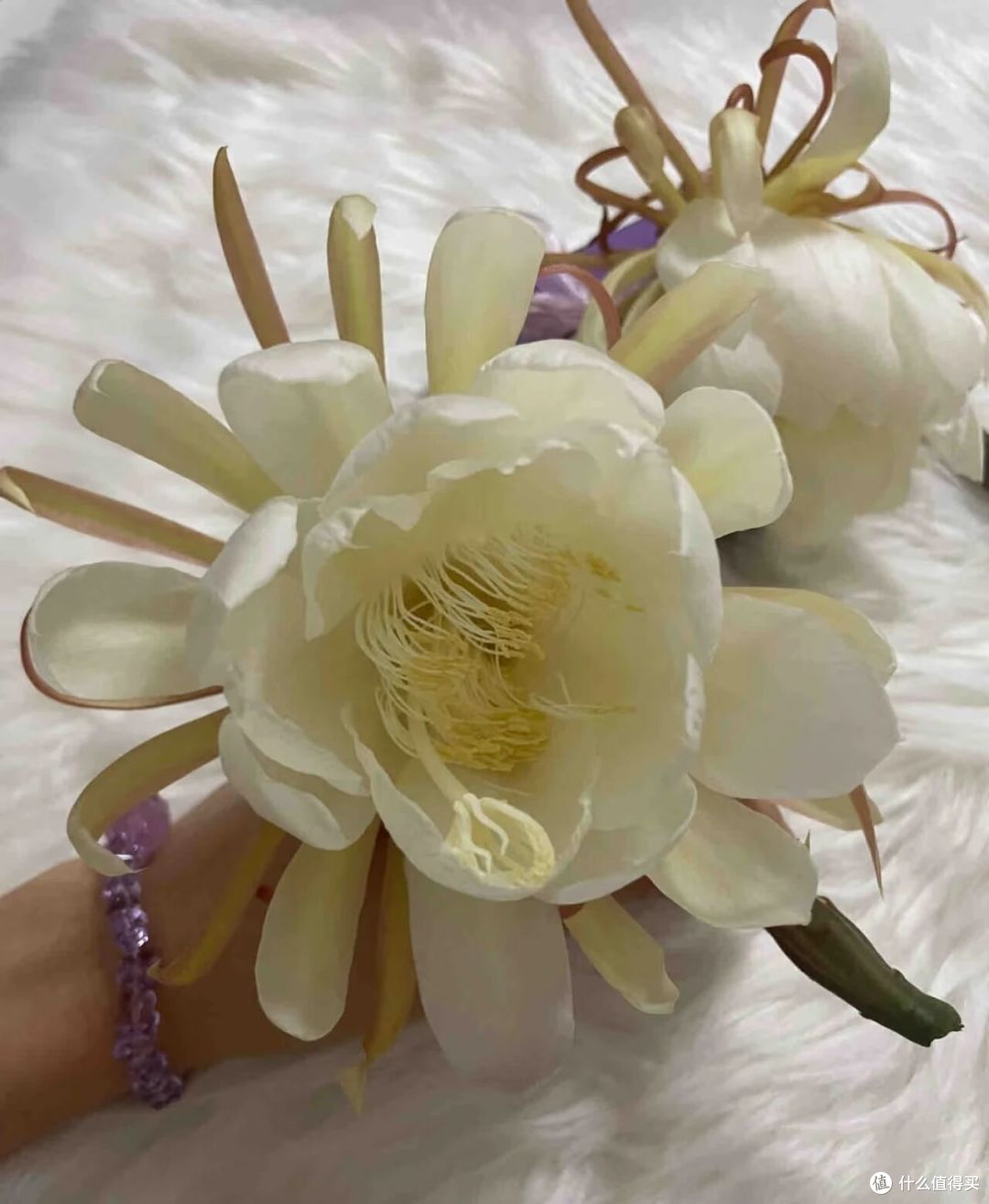 离谱!大叔“养5年的昙花”变身天外飞仙,网友:很仙的样子啊~