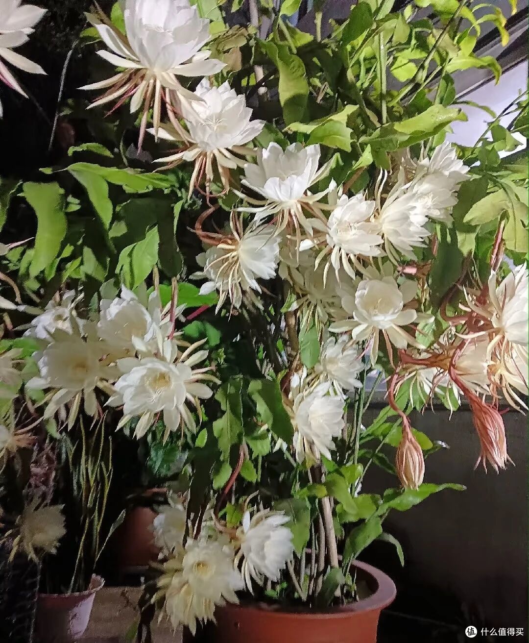 离谱!大叔“养5年的昙花”变身天外飞仙,网友:很仙的样子啊~