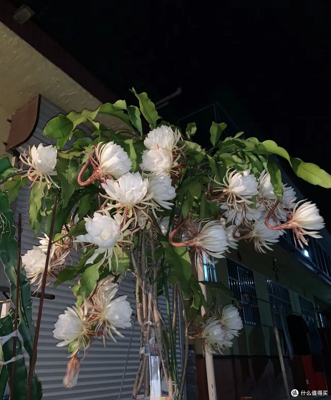 离谱!大叔“养5年的昙花”变身天外飞仙,网友:很仙的样子啊~