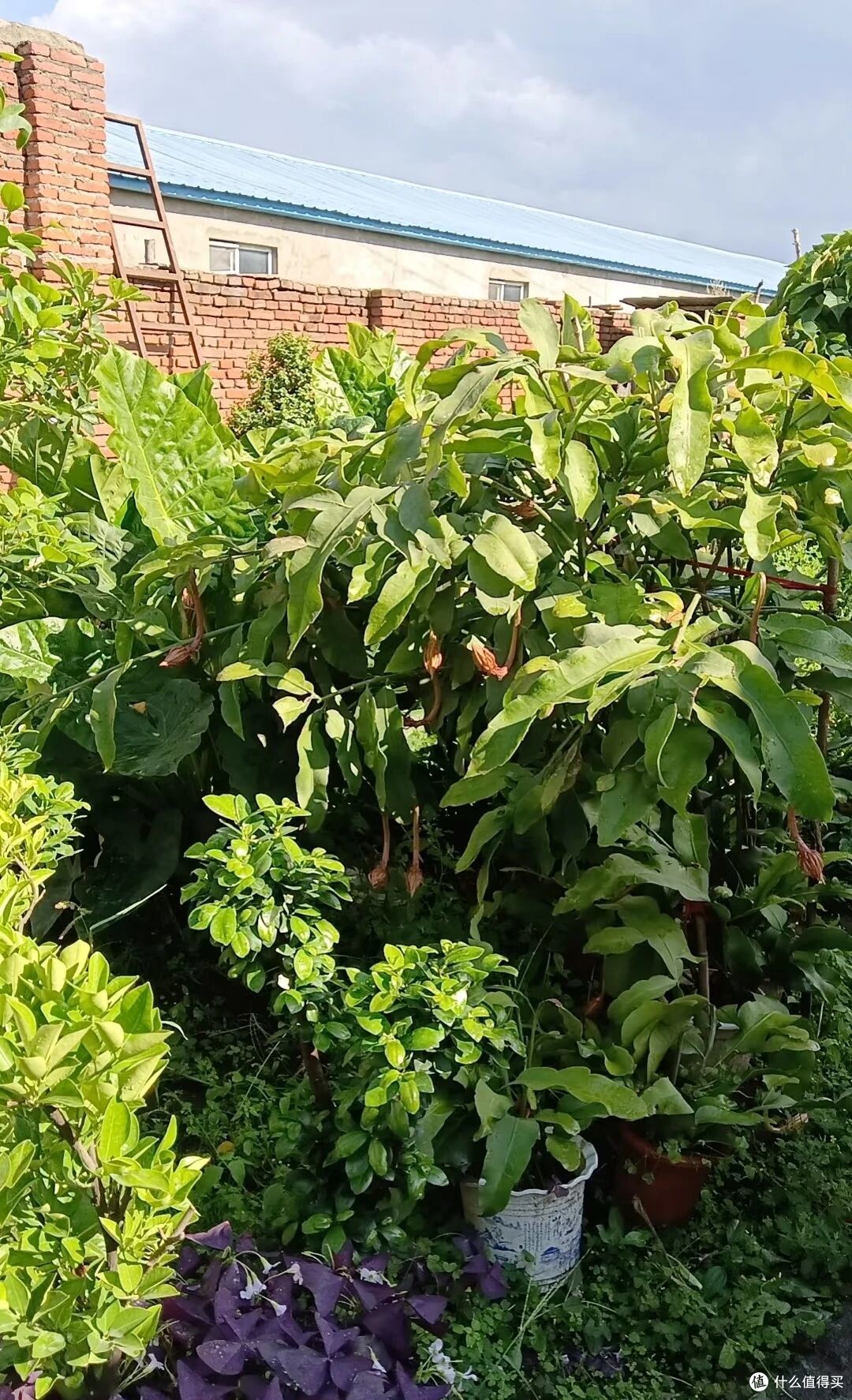 离谱!大叔“养5年的昙花”变身天外飞仙,网友:很仙的样子啊~