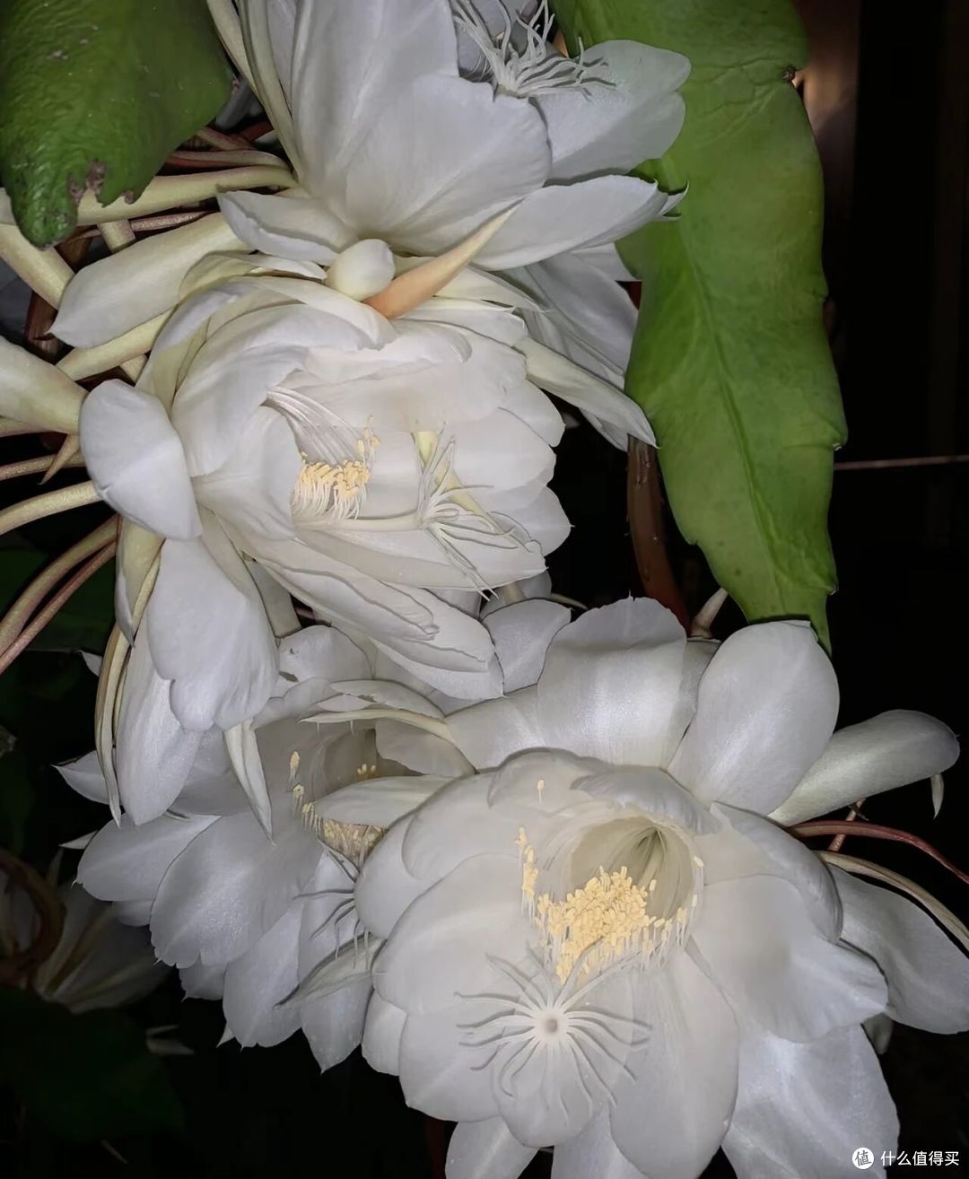 离谱!大叔“养5年的昙花”变身天外飞仙,网友:很仙的样子啊~