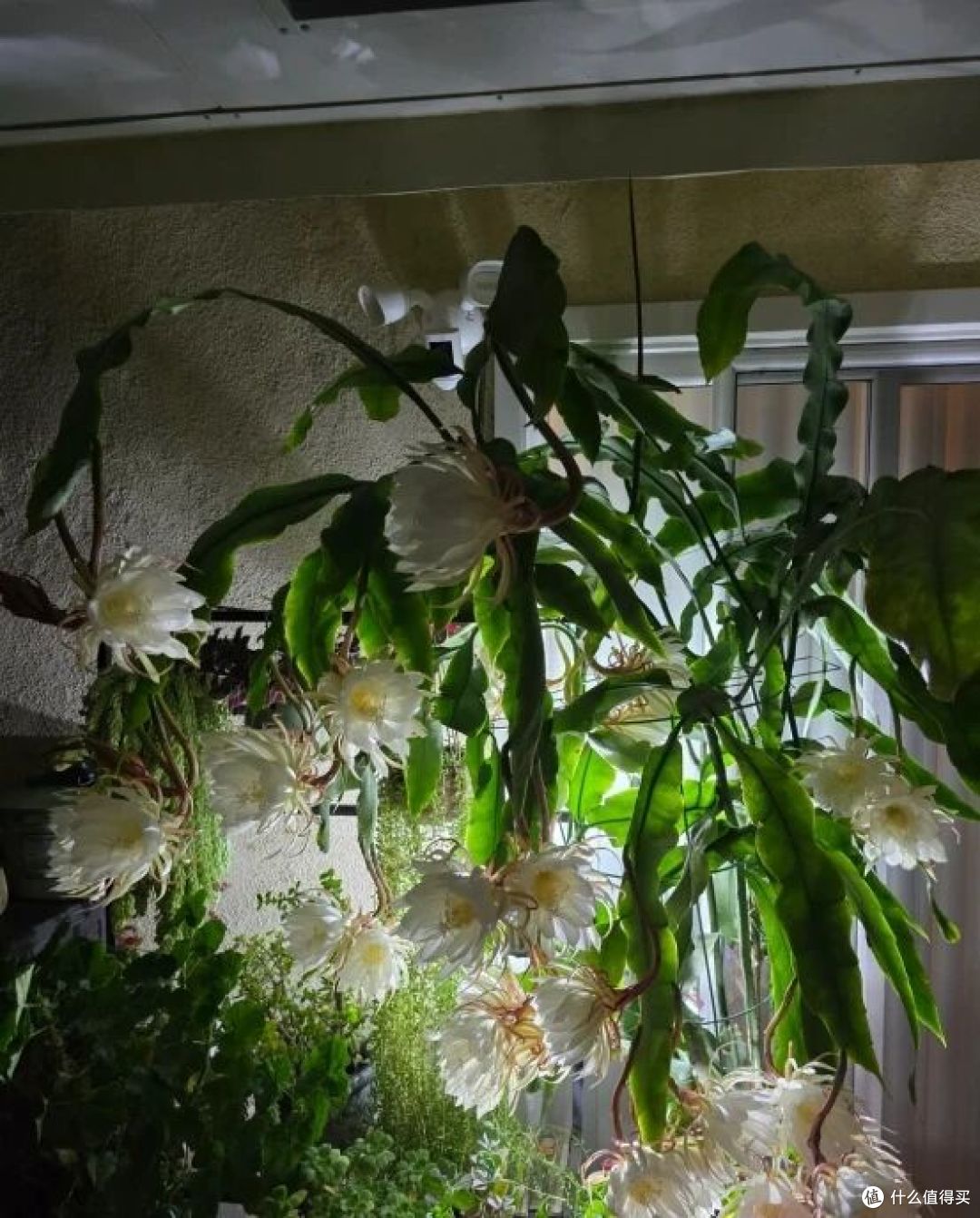 离谱!大叔“养5年的昙花”变身天外飞仙,网友:很仙的样子啊~
