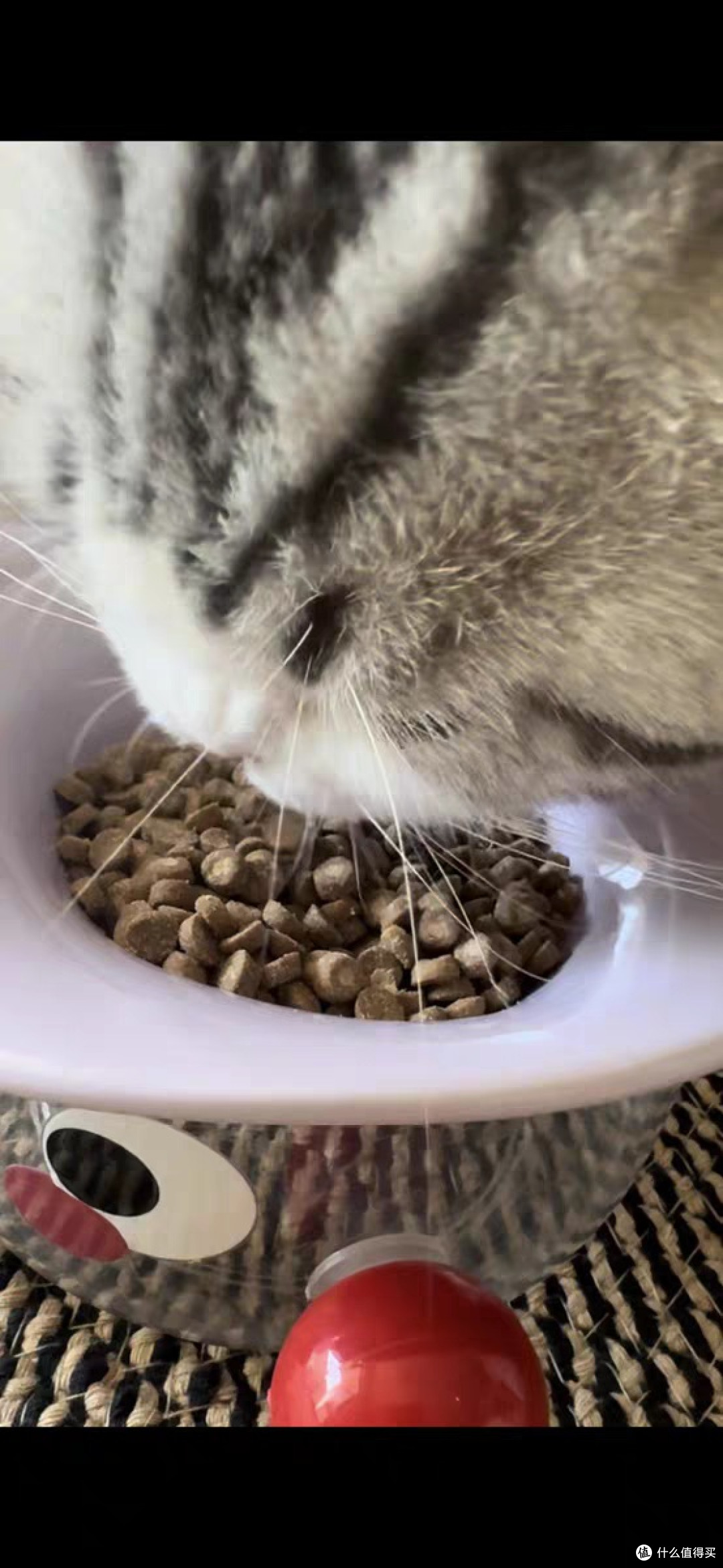 格吾安BOOST烘焙猫粮种草推荐