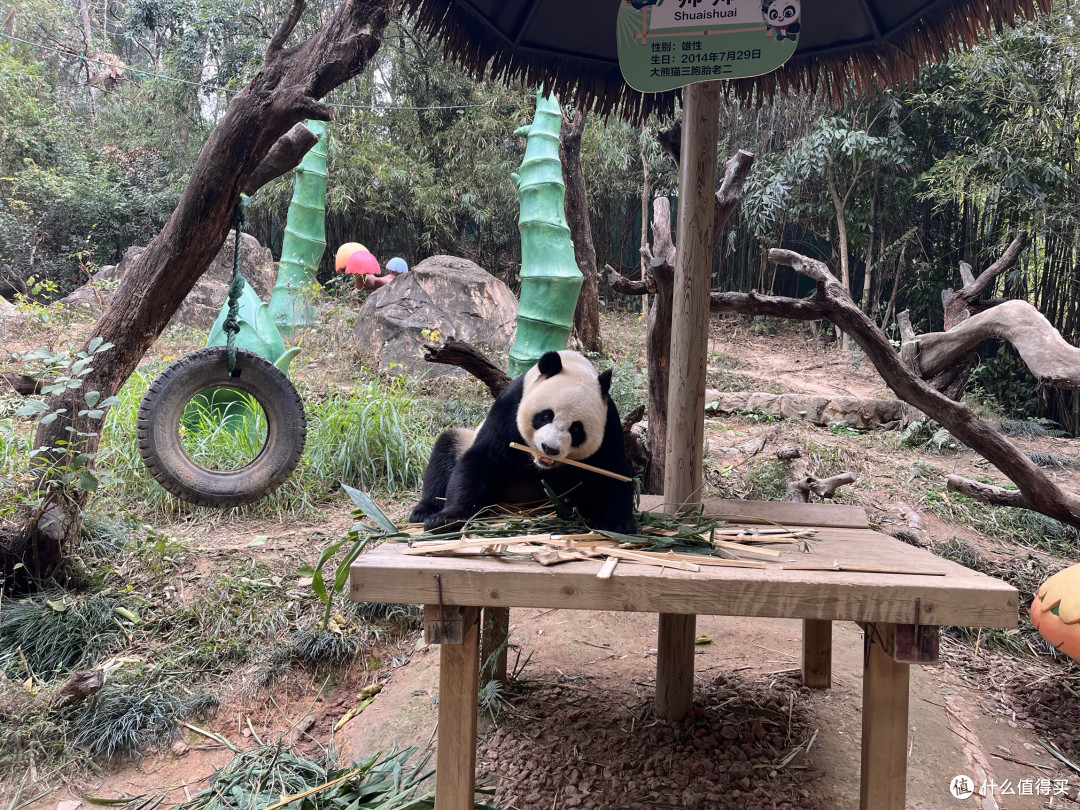 周末自愈计划：长隆野生动物园的治愈之旅
