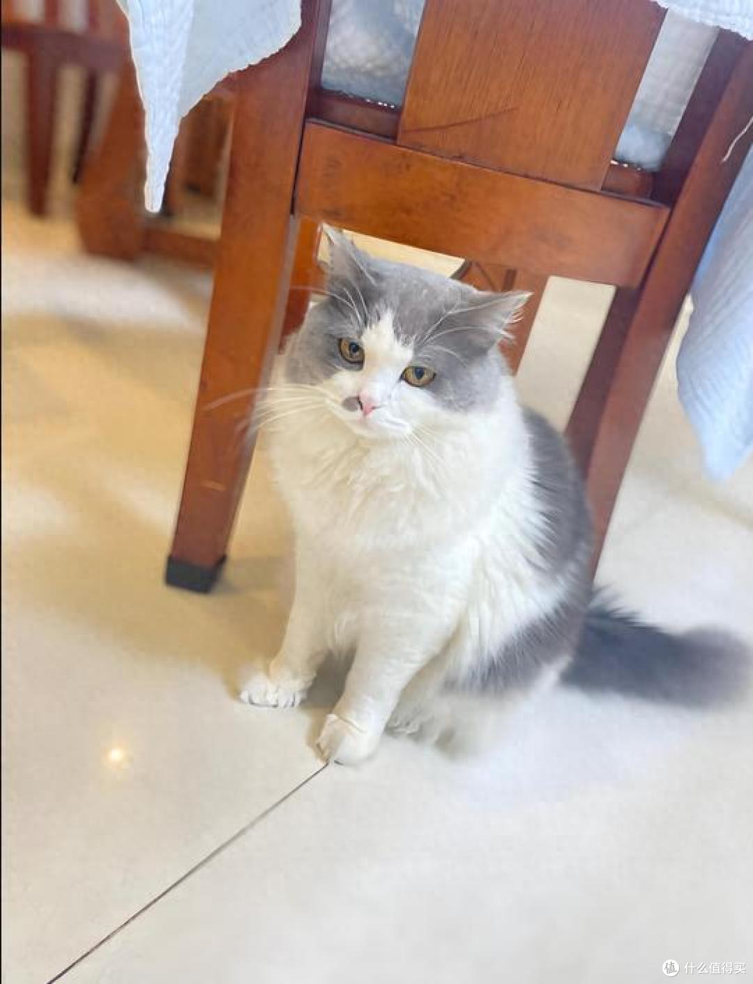 猫咪挑食愁坏铲屎官?该吃什么猫粮才好?