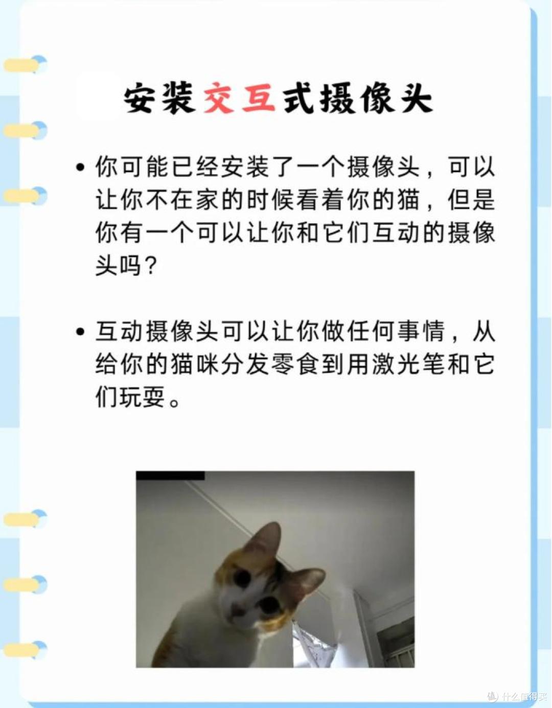 想让猫咪在家“不无聊”?这5种方法超有效!
