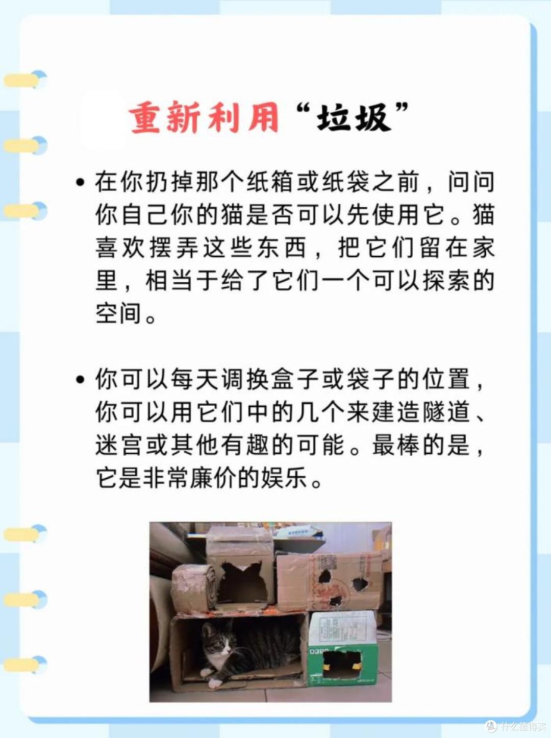 想让猫咪在家“不无聊”?这5种方法超有效!
