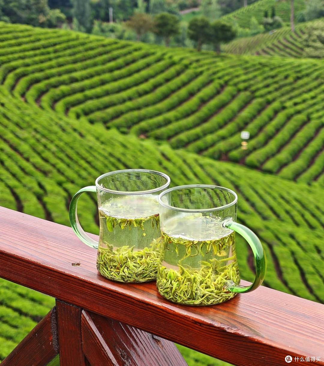信阳文新茶村游记:在茶香云端做一日陆羽
