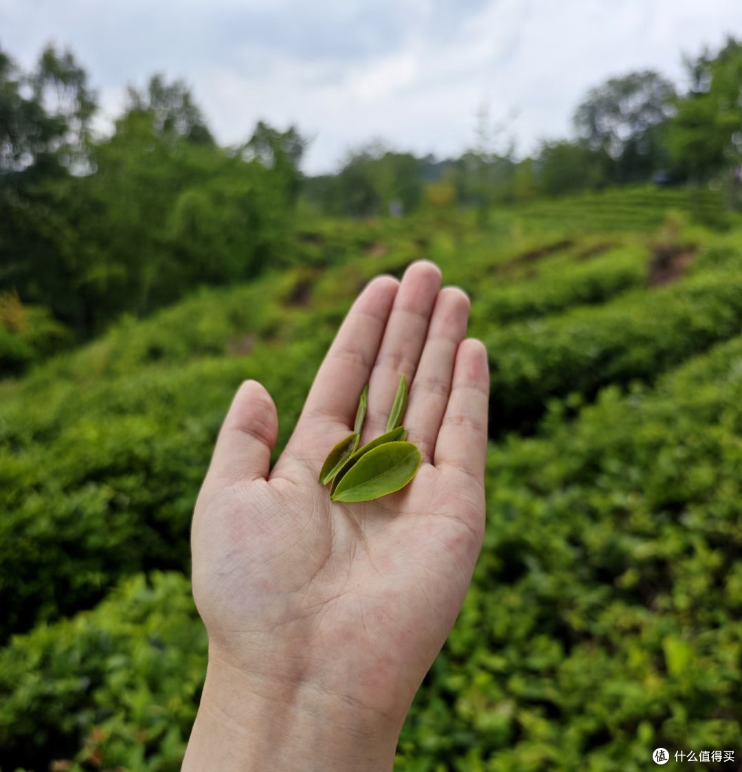 信阳文新茶村游记:在茶香云端做一日陆羽
