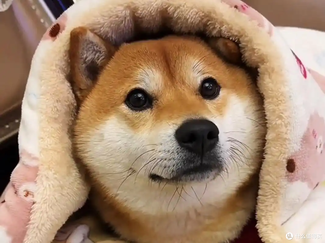 狗狗犯错误要怎么教育它?教你几招,真的很有用!