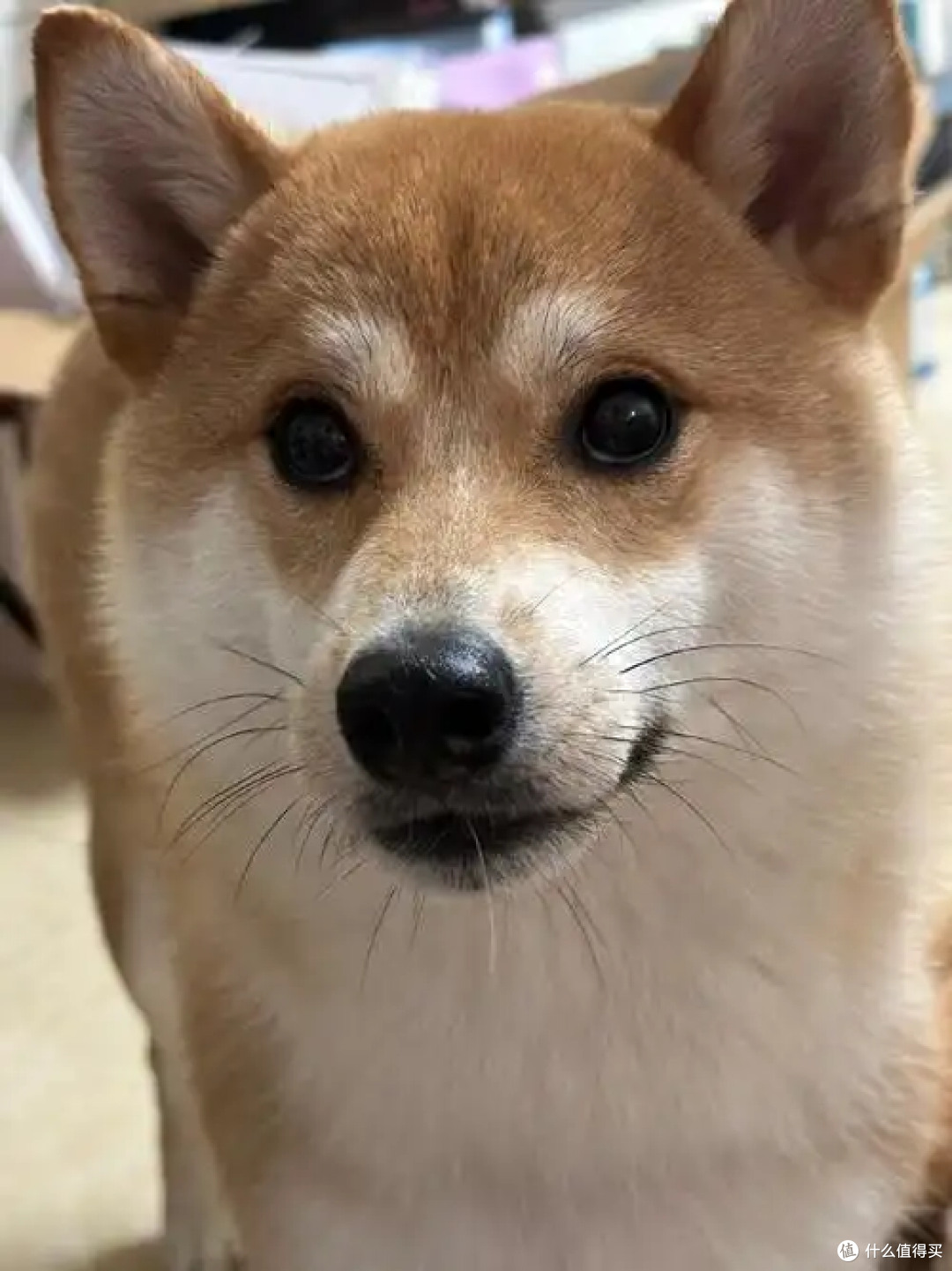 狗狗犯错误要怎么教育它?教你几招,真的很有用!