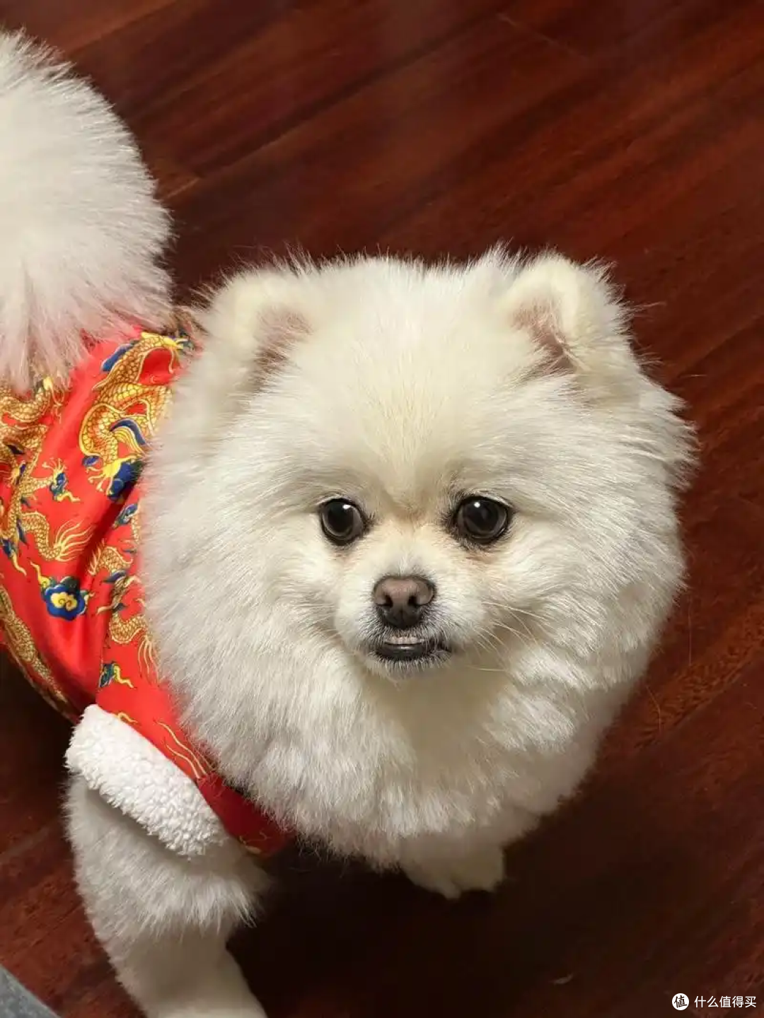 狗狗犯错误要怎么教育它?教你几招,真的很有用!