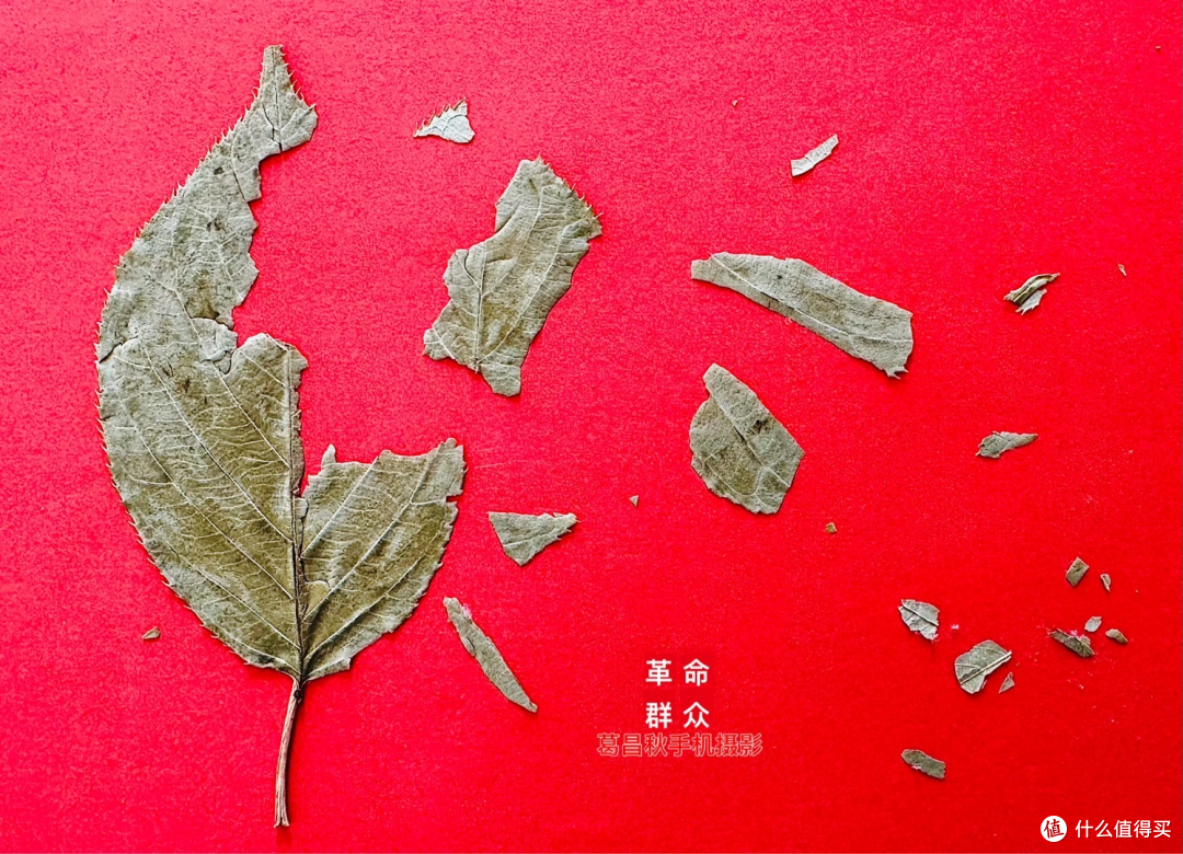 一片北海道的树叶