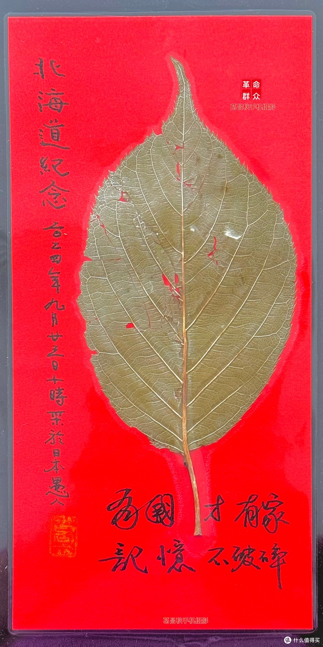 一片北海道的树叶