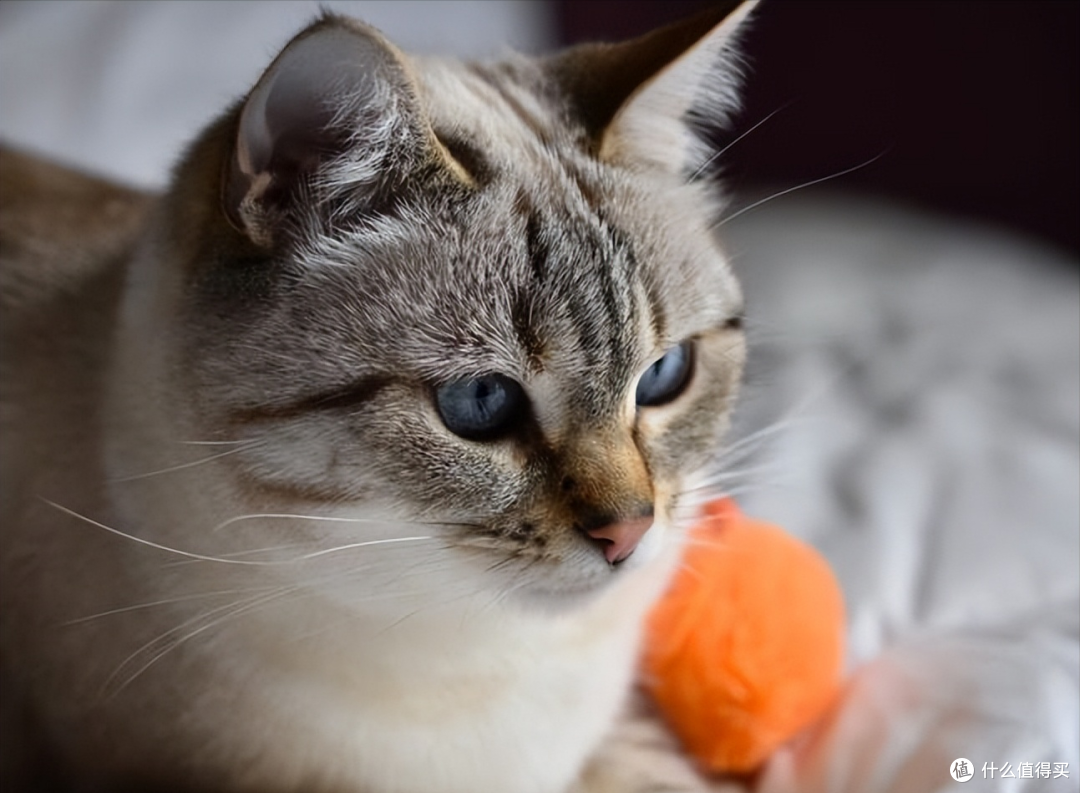 双十一有什么平价猫粮值得入手?5 款高性价比粮清单出炉!