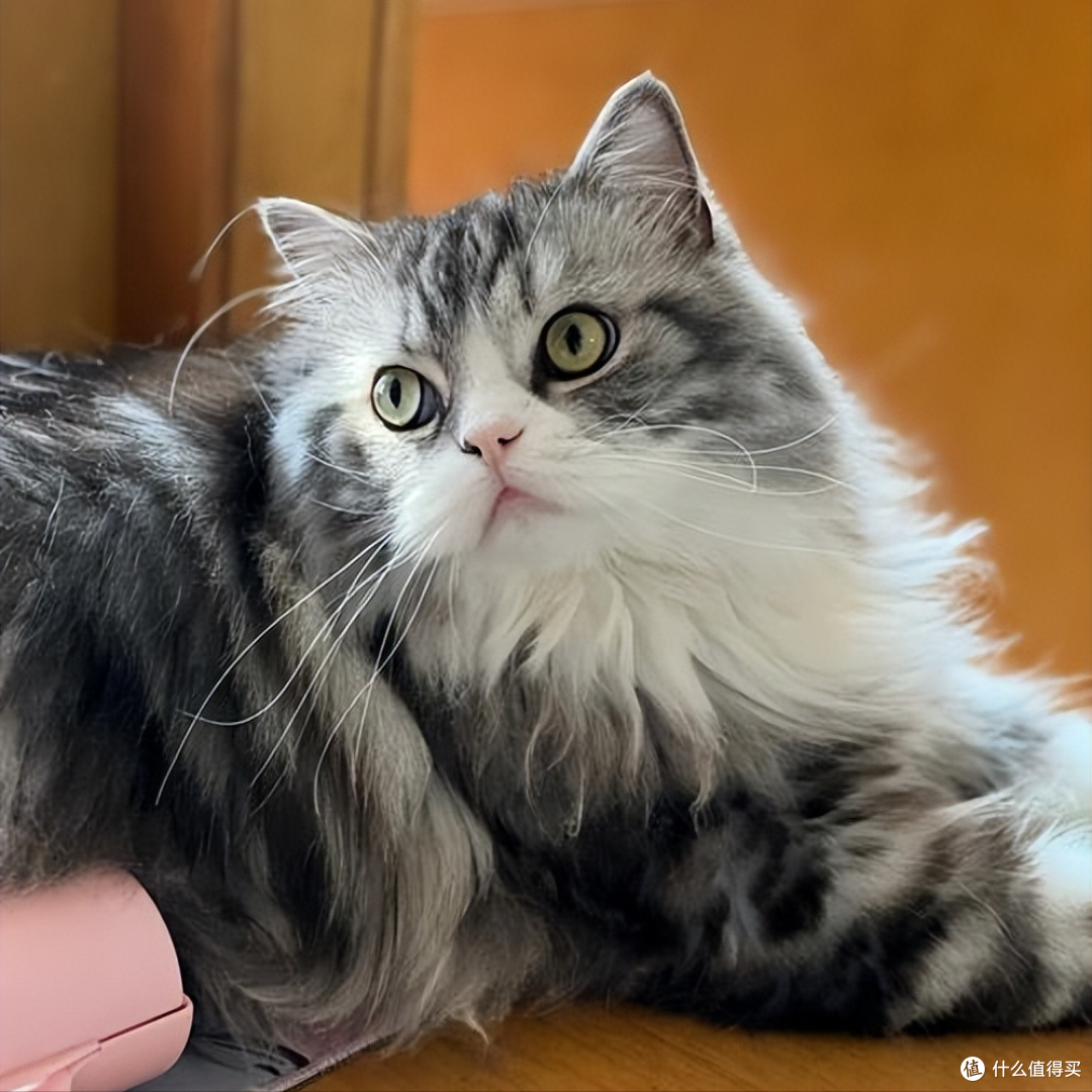 双十一有什么平价猫粮值得入手?5 款高性价比粮清单出炉!