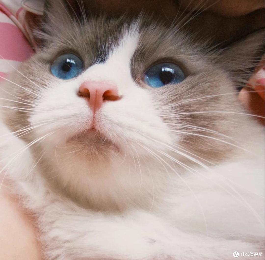 双十一有什么平价猫粮值得入手?5 款高性价比粮清单出炉!