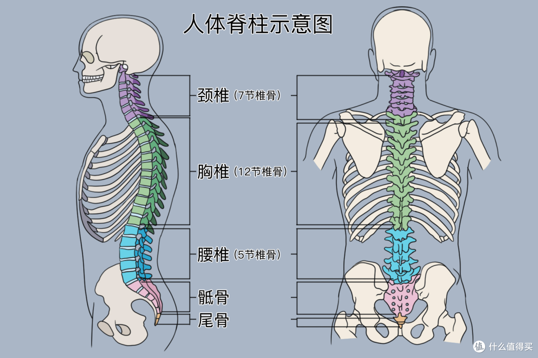 千元级夏草木Fit2人体工学椅实测:久坐不累!全支撑还能躺着休息