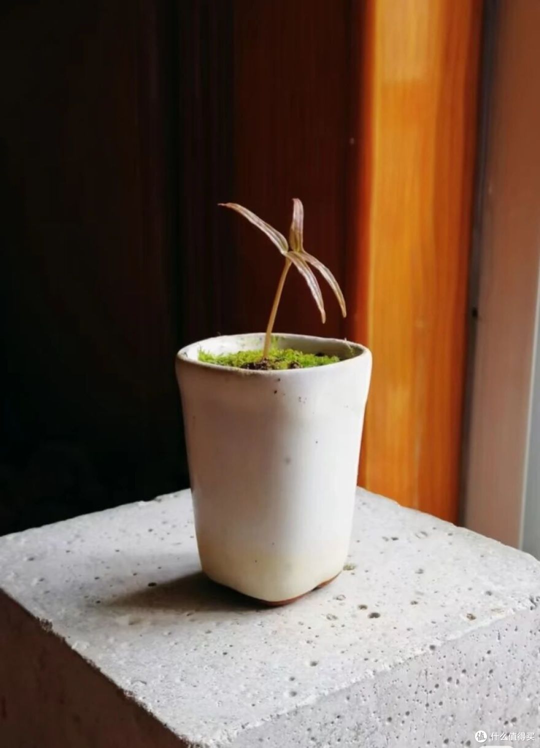 上海一阿姨的茑萝松,因“太俏皮”出圈了,网友:颜色好抓眼!