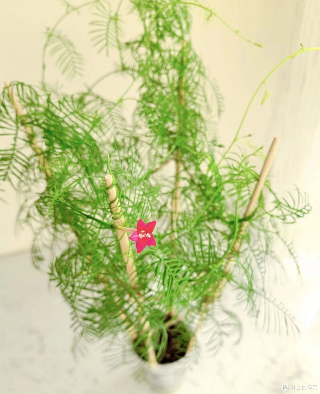上海一阿姨的茑萝松,因“太俏皮”出圈了,网友:颜色好抓眼!