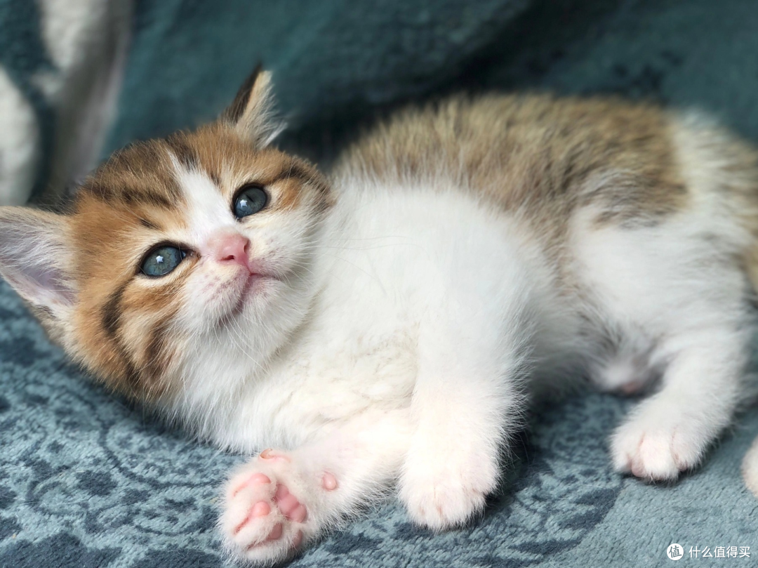 一只猫一个月吃多少猫粮?性价比健康猫粮排行榜前十名推荐