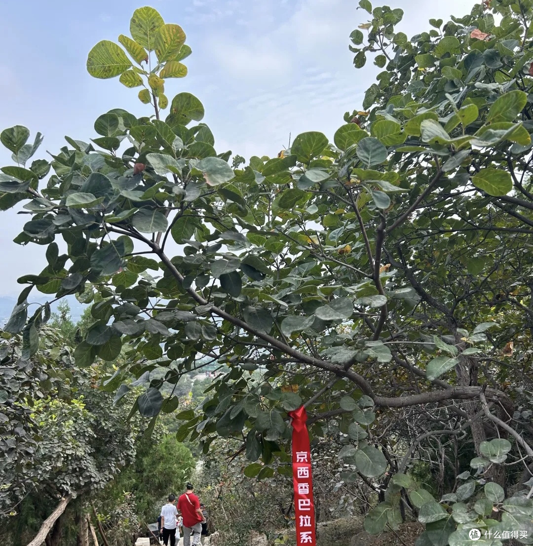 十一游西山国家森林公园：赏秋景享清净，惬意十足