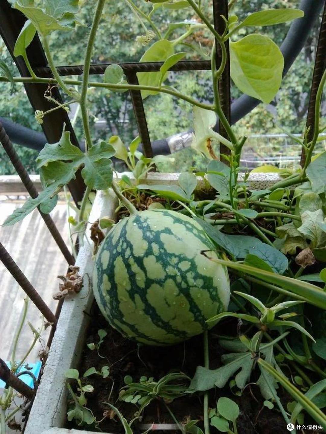 小伙晒“爷爷在桶里种西瓜”,一天炫一个,网友:妈耶,太欢乐了
