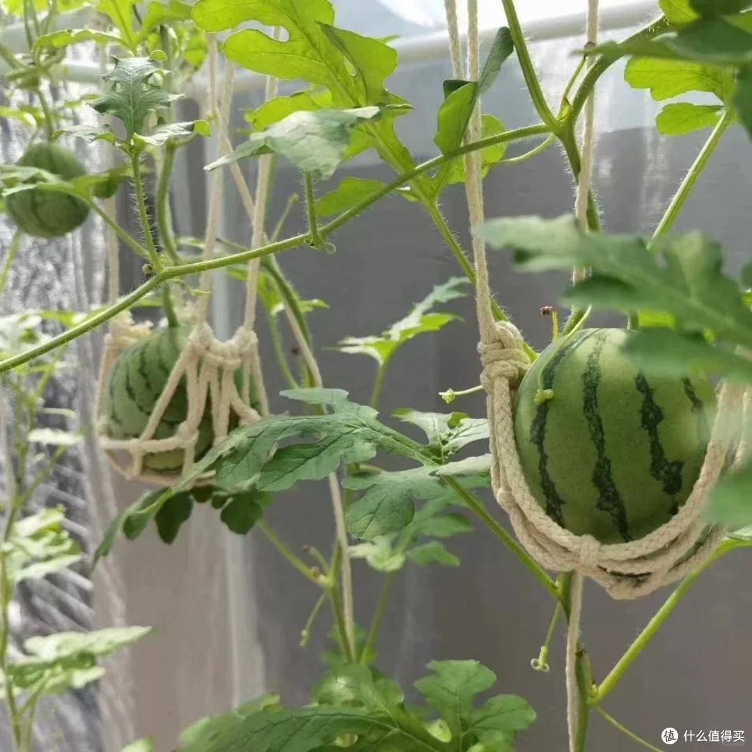 小伙晒“爷爷在桶里种西瓜”,一天炫一个,网友:妈耶,太欢乐了