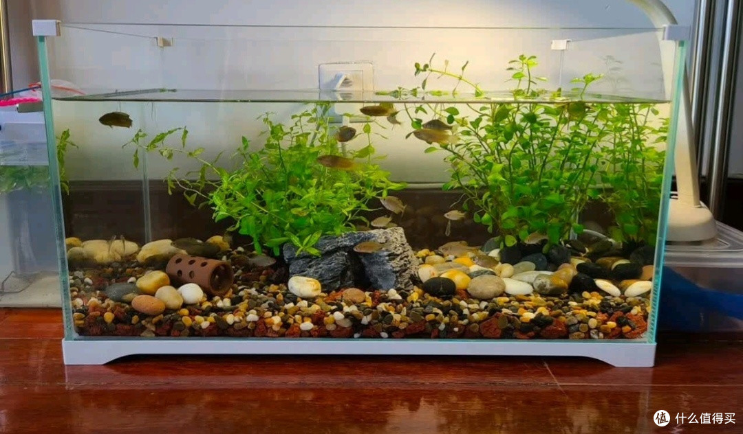 森森HWK-600P裸缸:折腾出我的桌面水下花园