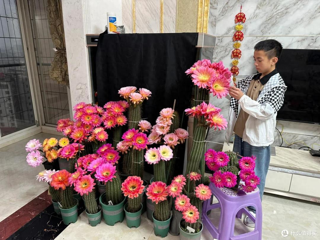 湖南一女子，晒爷爷养的仙人球开花爆了，网友：真牛，求教程~
