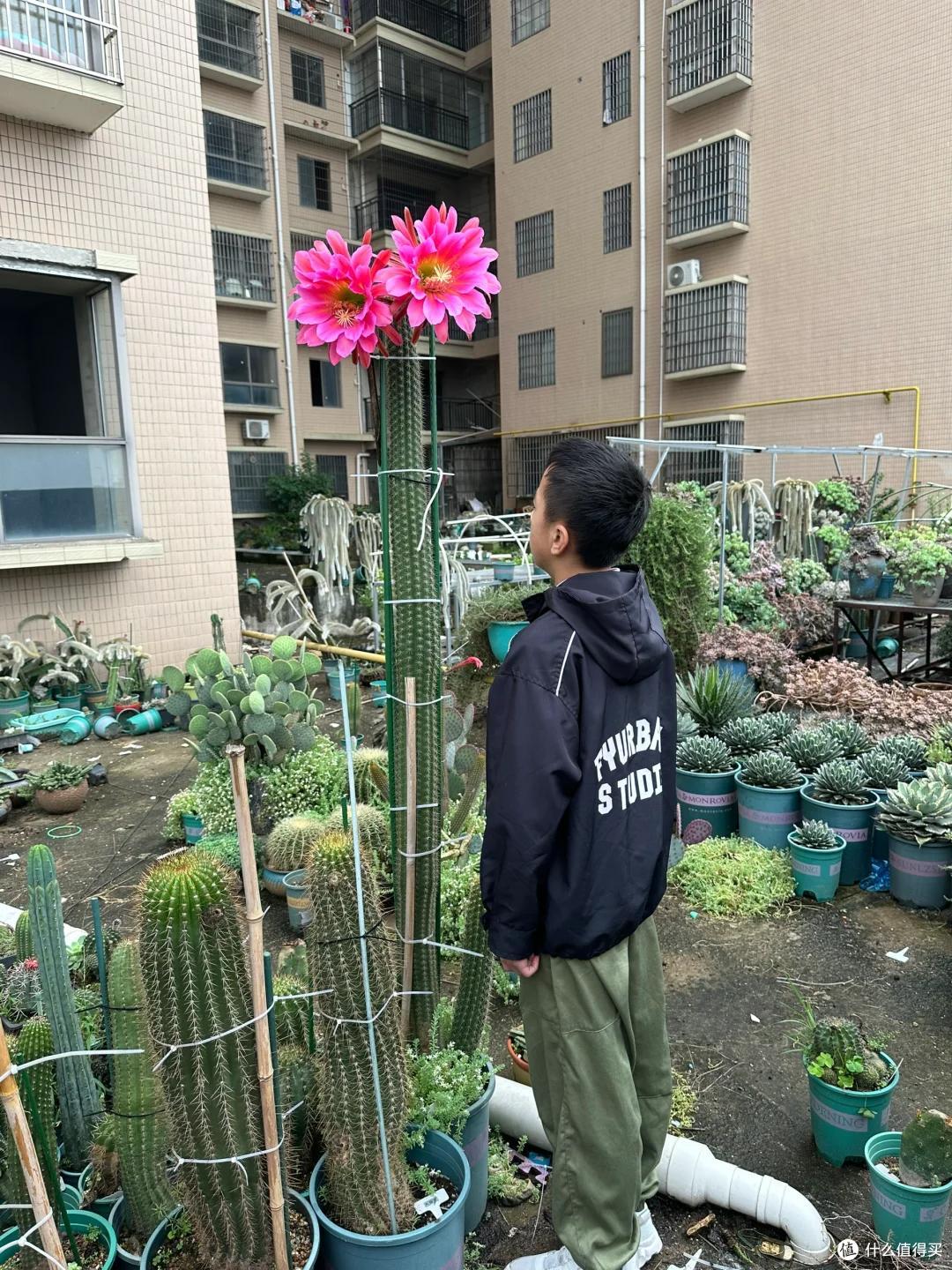湖南一女子，晒爷爷养的仙人球开花爆了，网友：真牛，求教程~