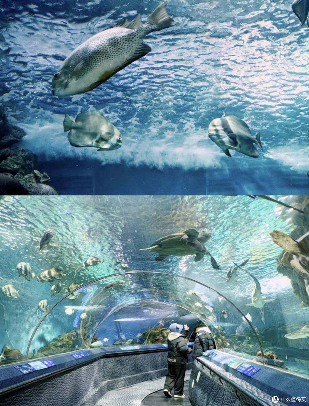 十一黄金周,探秘上海海洋水族馆——亲子共赴蓝色梦幻之旅!