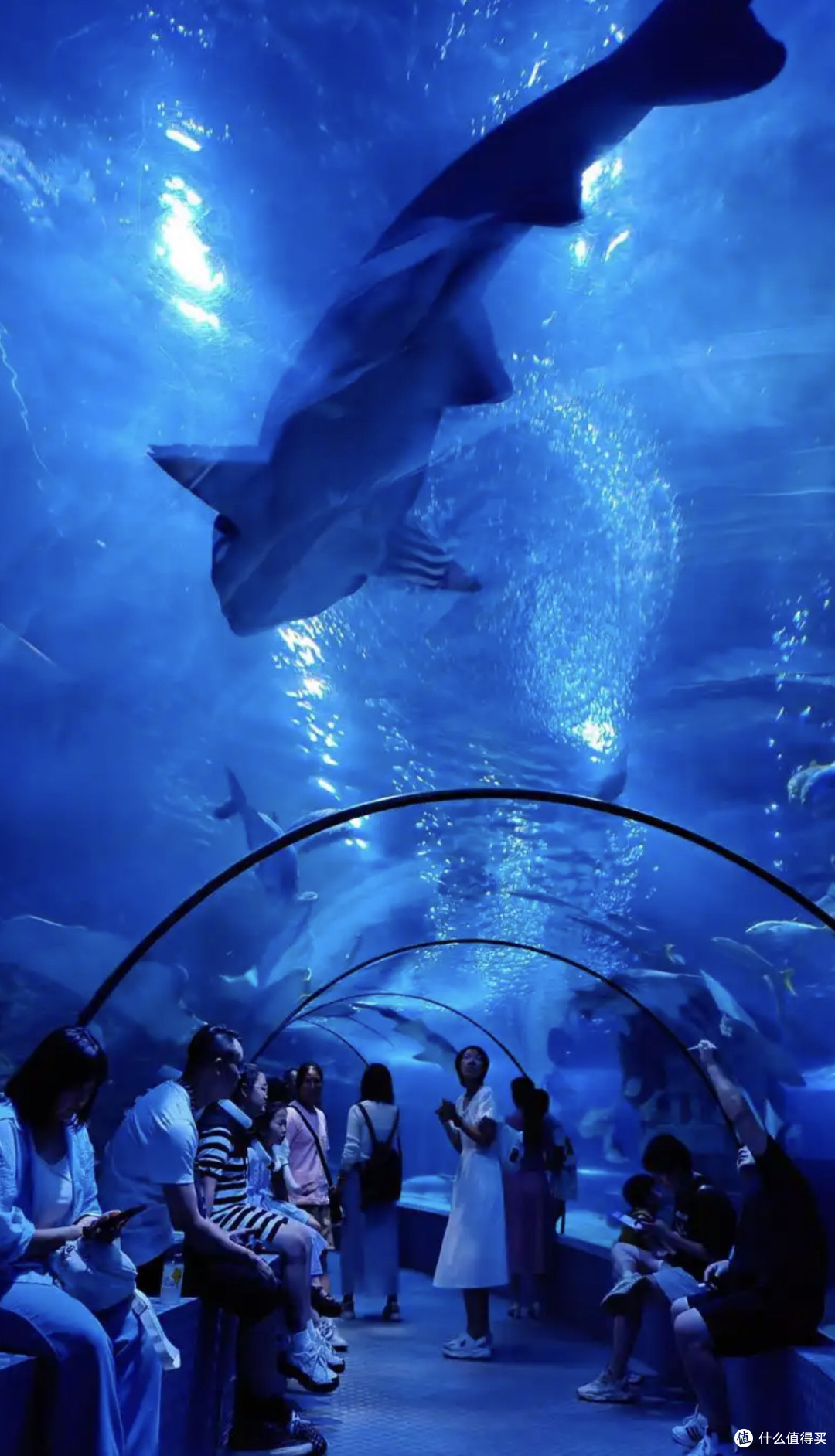 十一黄金周,探秘上海海洋水族馆——亲子共赴蓝色梦幻之旅!