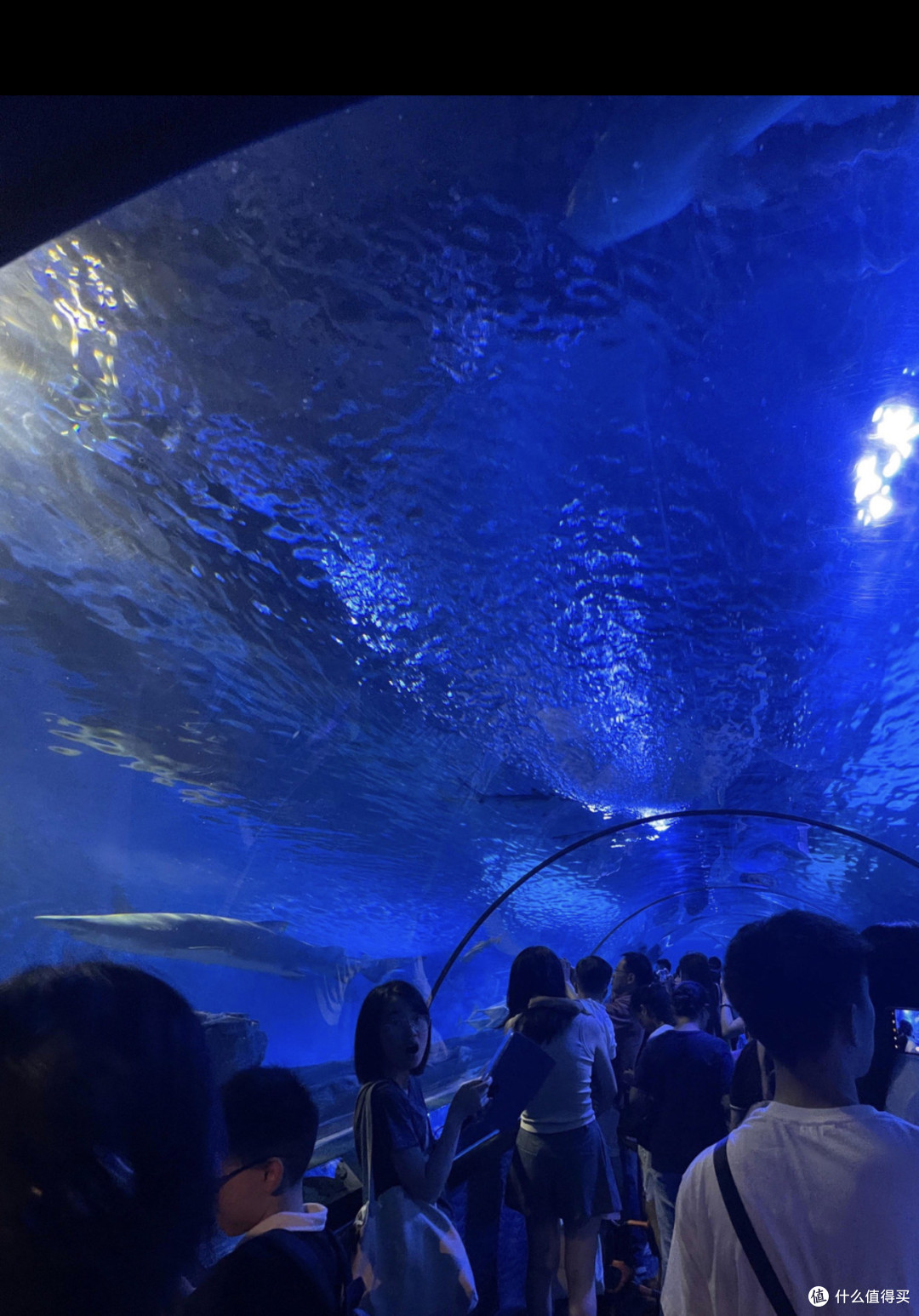 十一黄金周,探秘上海海洋水族馆——亲子共赴蓝色梦幻之旅!