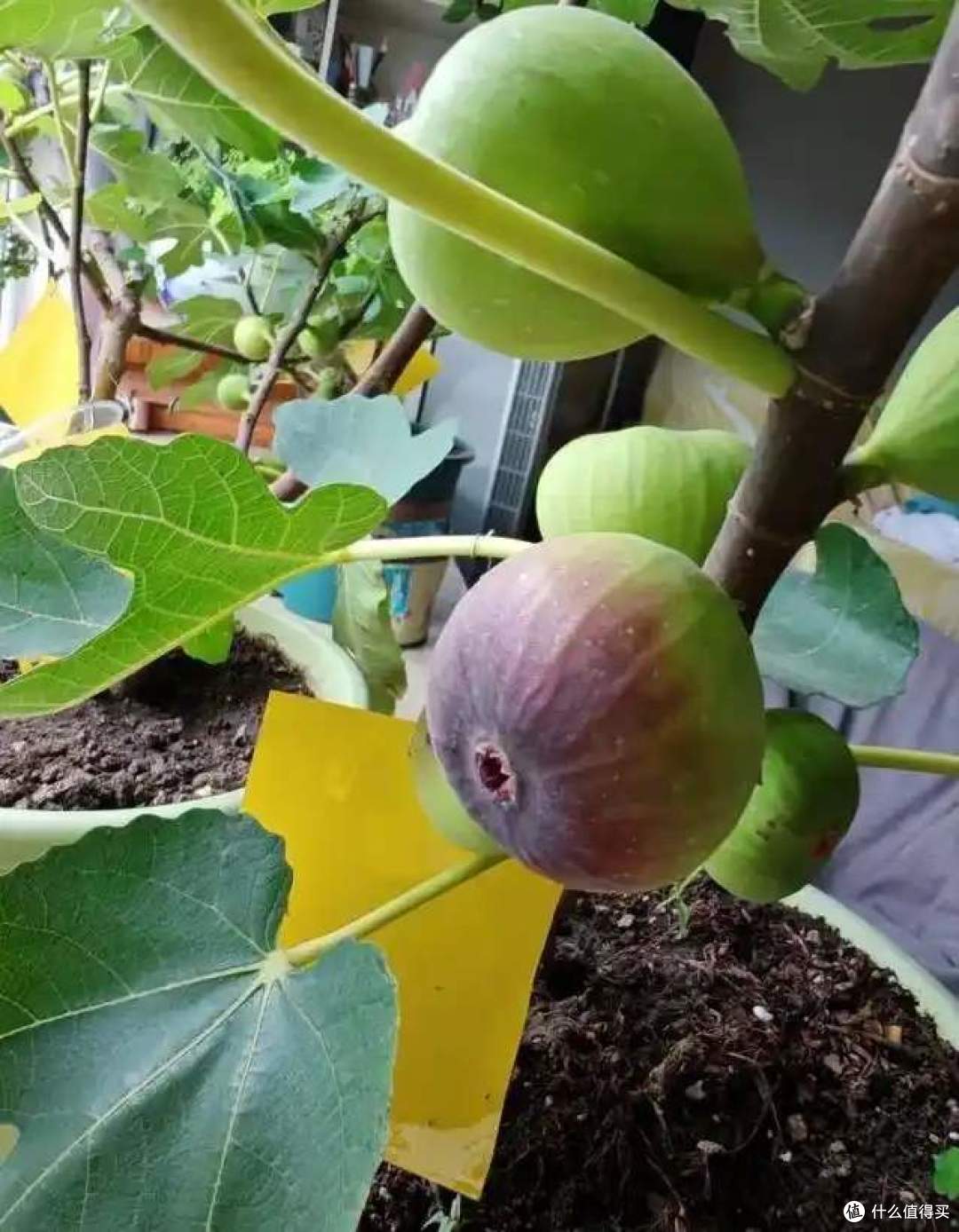 一女子在阳台，用矿泉水瓶种无花果，结出的果汁，香甜又软糯！
