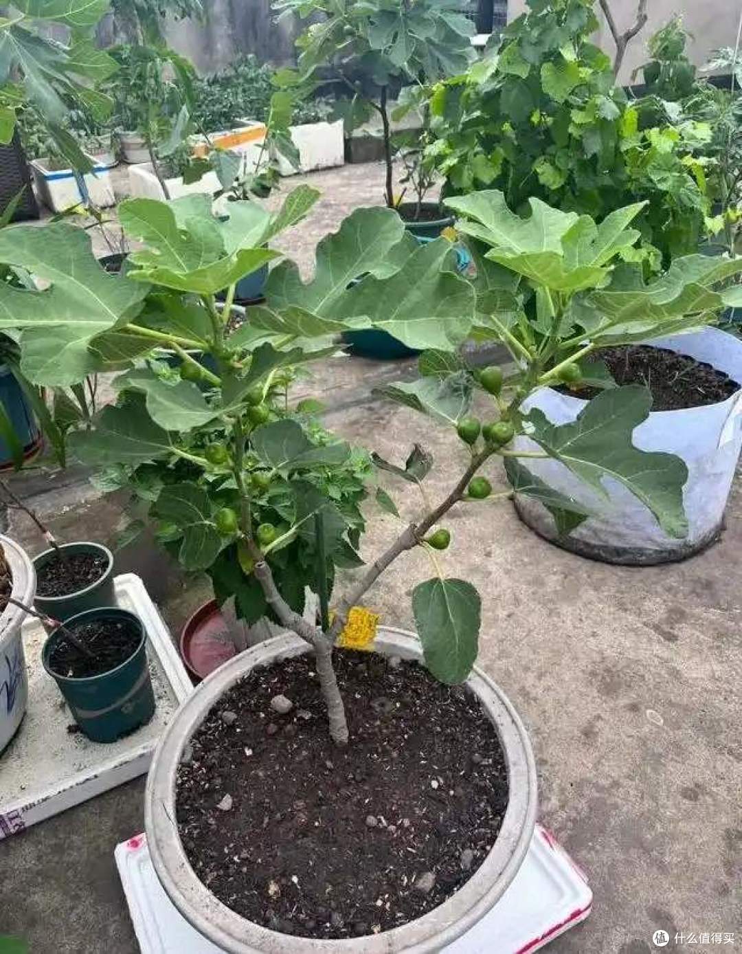 一女子在阳台，用矿泉水瓶种无花果，结出的果汁，香甜又软糯！