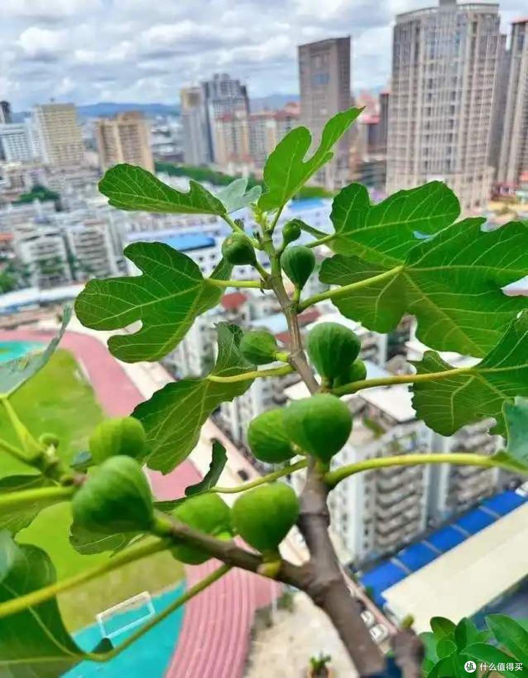 一女子在阳台，用矿泉水瓶种无花果，结出的果汁，香甜又软糯！