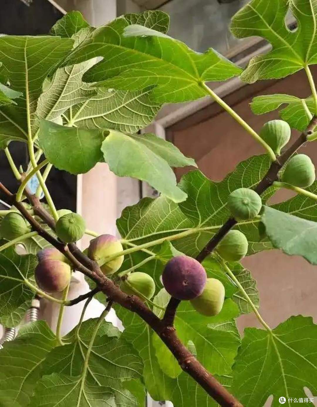 一女子在阳台，用矿泉水瓶种无花果，结出的果汁，香甜又软糯！