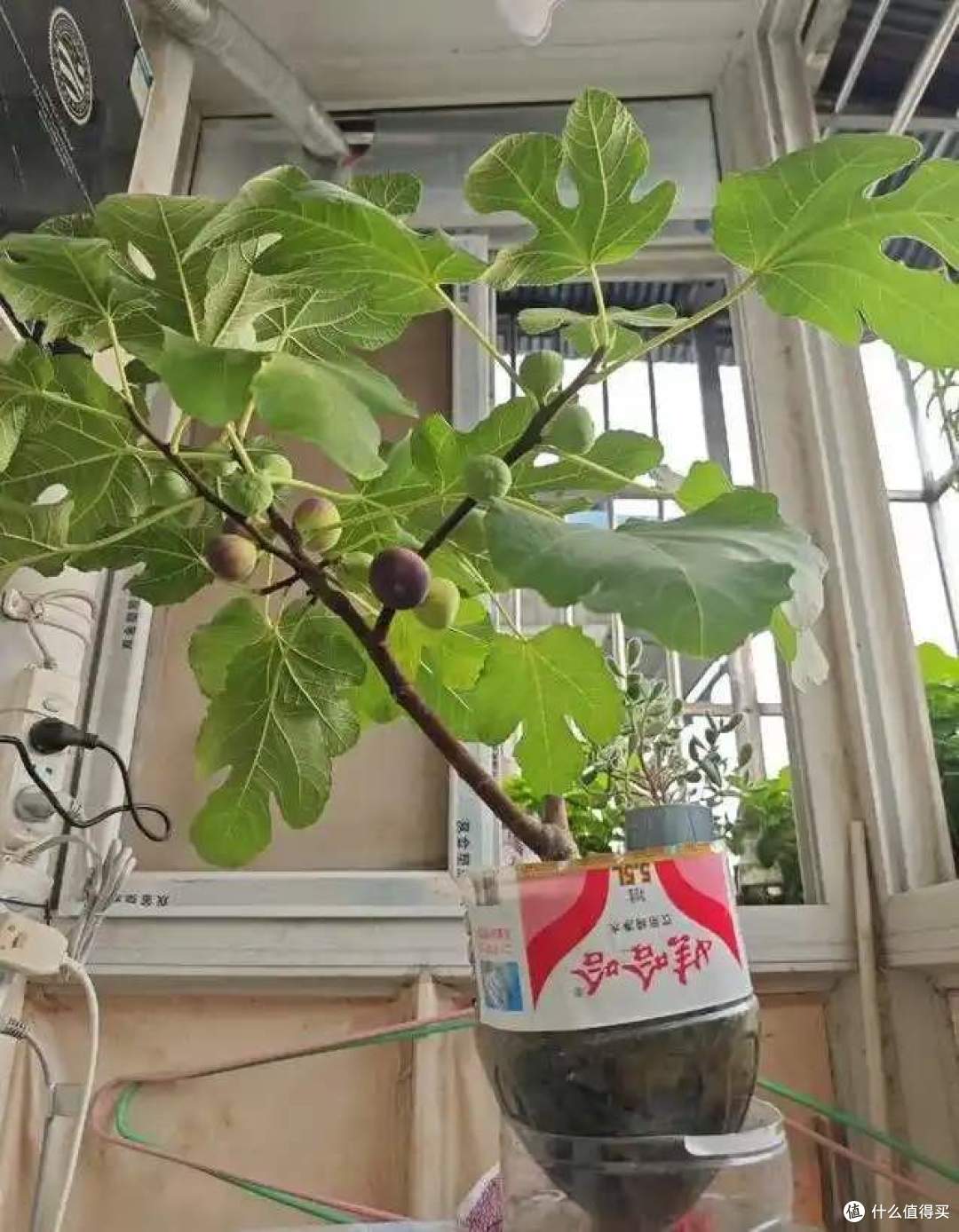 一女子在阳台，用矿泉水瓶种无花果，结出的果汁，香甜又软糯！