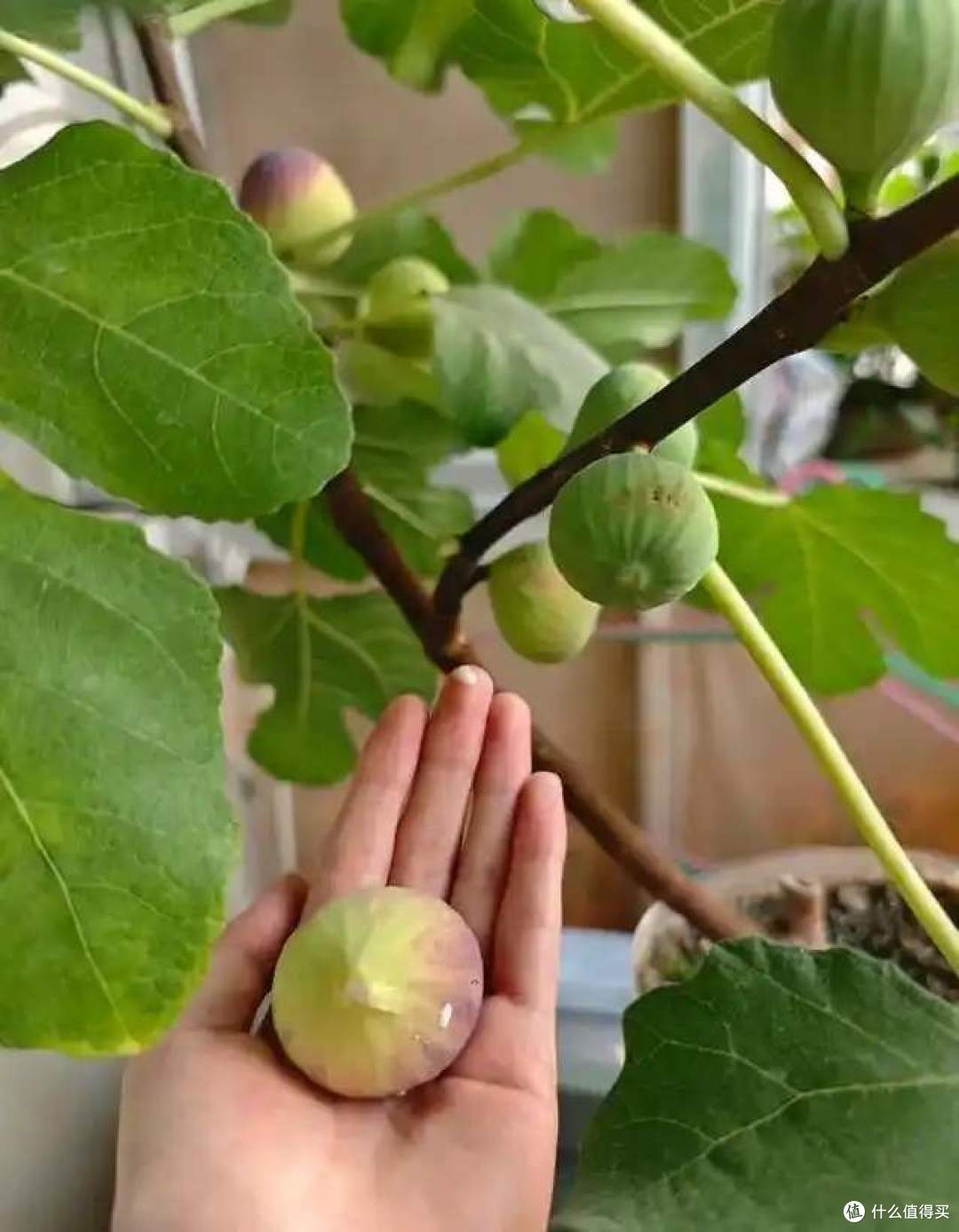 一女子在阳台，用矿泉水瓶种无花果，结出的果汁，香甜又软糯！