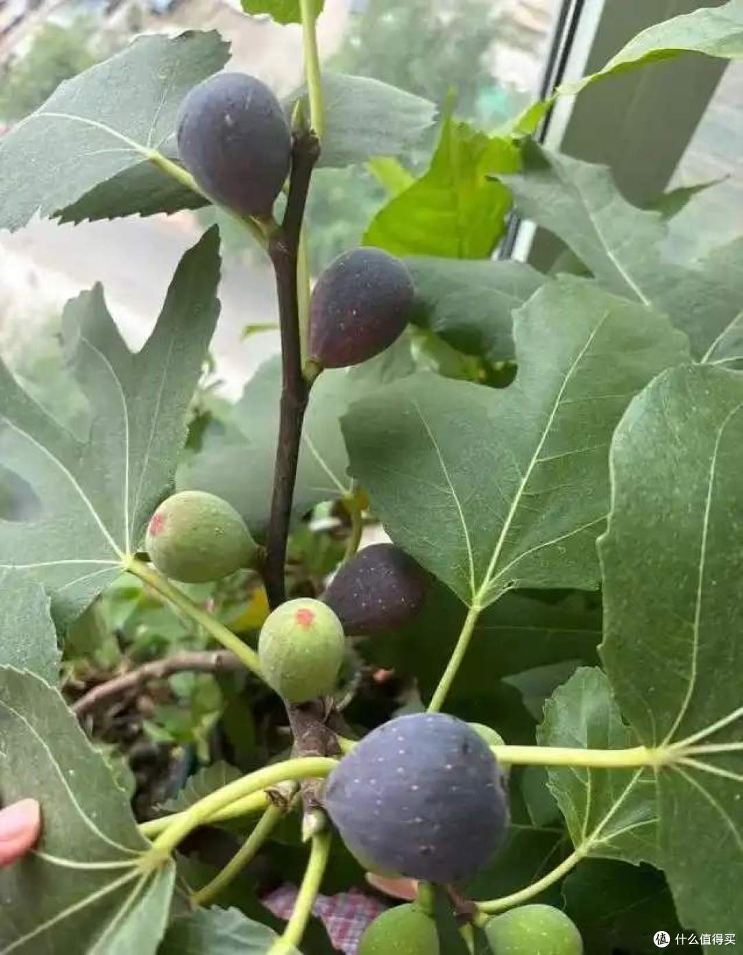 一女子在阳台，用矿泉水瓶种无花果，结出的果汁，香甜又软糯！
