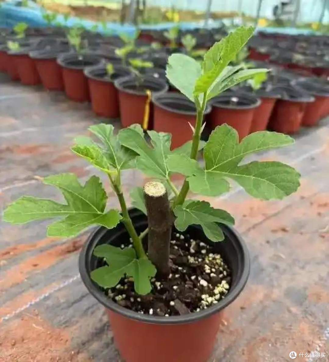 一女子在阳台，用矿泉水瓶种无花果，结出的果汁，香甜又软糯！