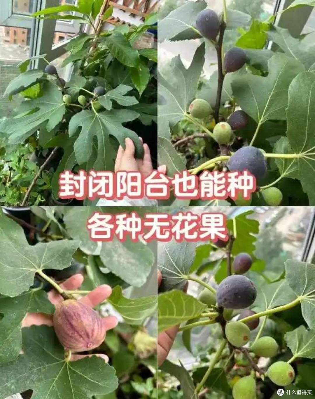 一女子在阳台，用矿泉水瓶种无花果，结出的果汁，香甜又软糯！