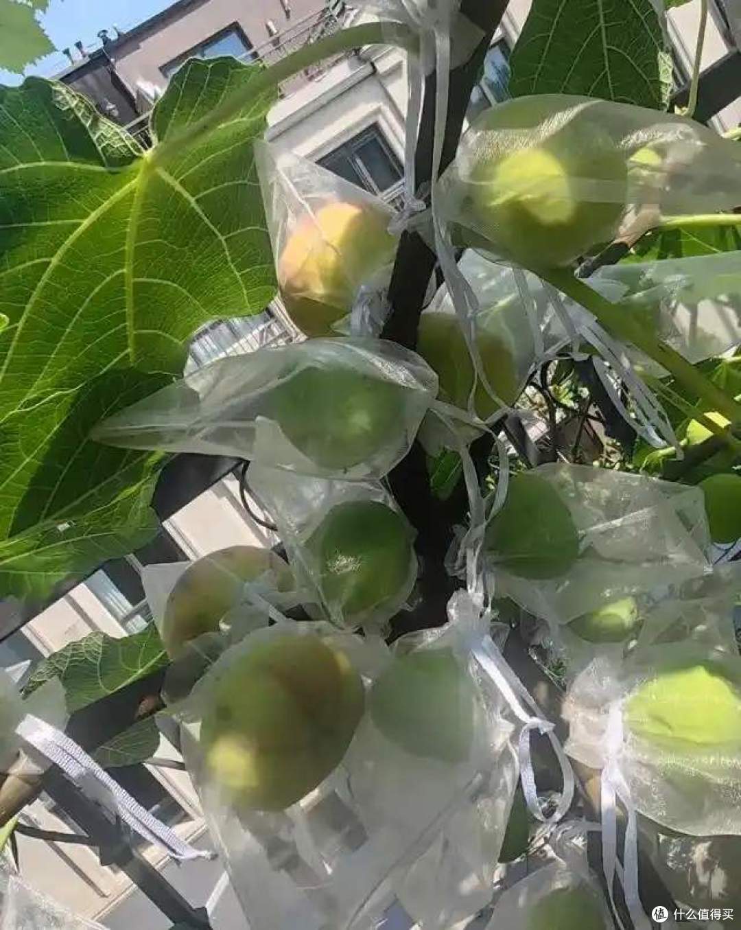 一女子在阳台，用矿泉水瓶种无花果，结出的果汁，香甜又软糯！