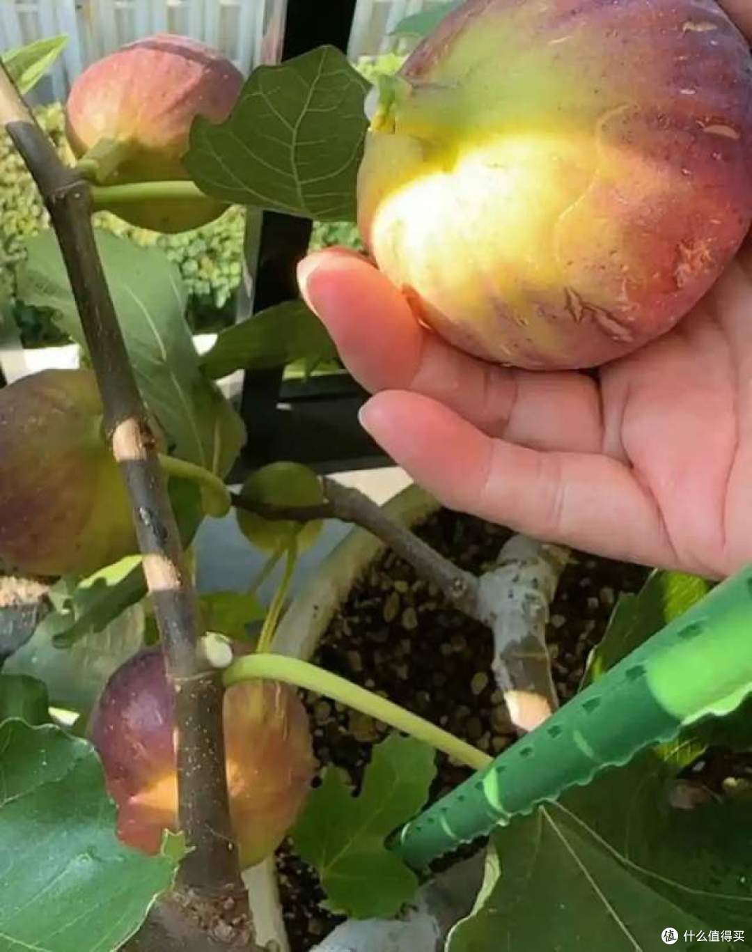 一女子在阳台，用矿泉水瓶种无花果，结出的果汁，香甜又软糯！