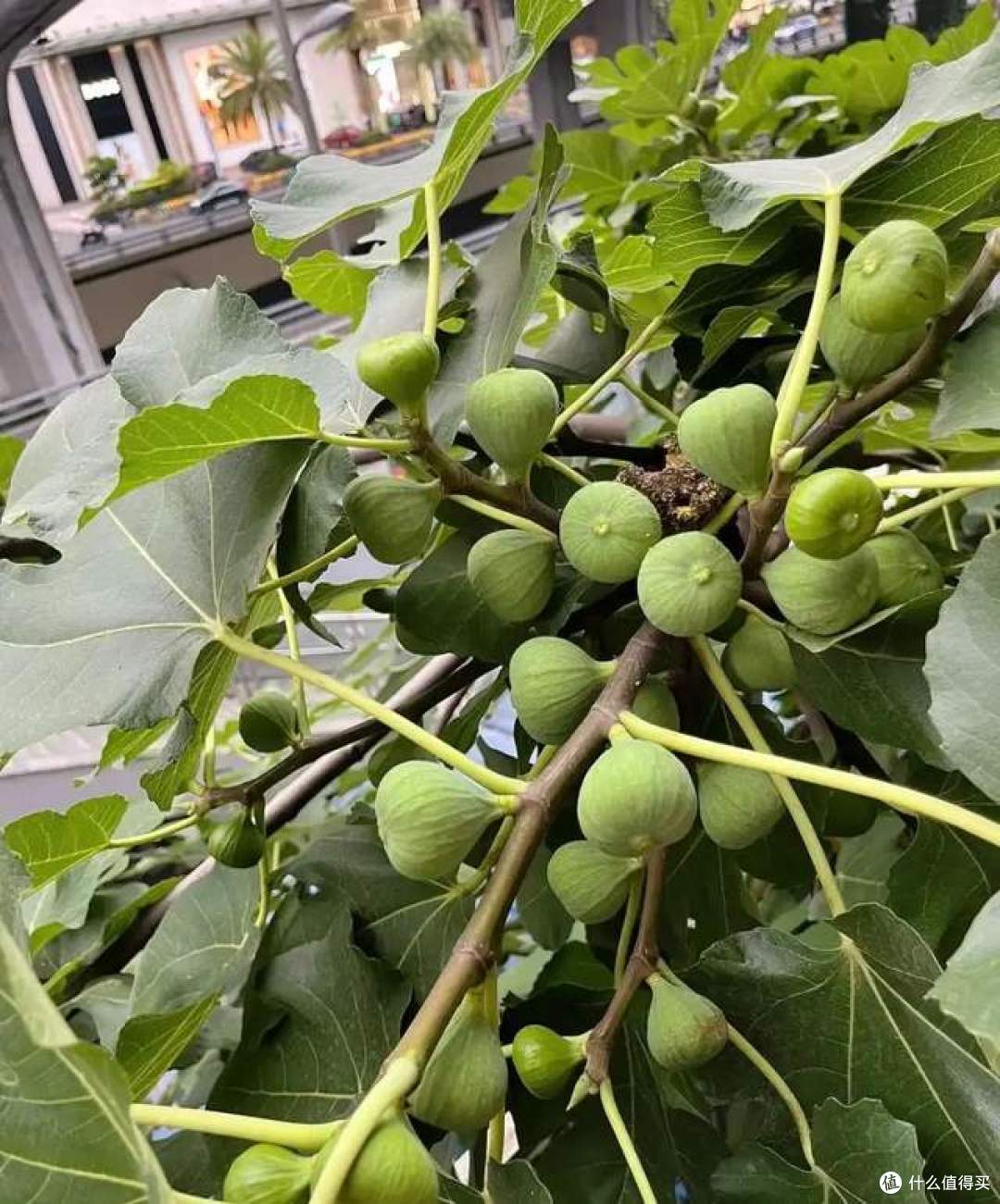 一女子在阳台，用矿泉水瓶种无花果，结出的果汁，香甜又软糯！