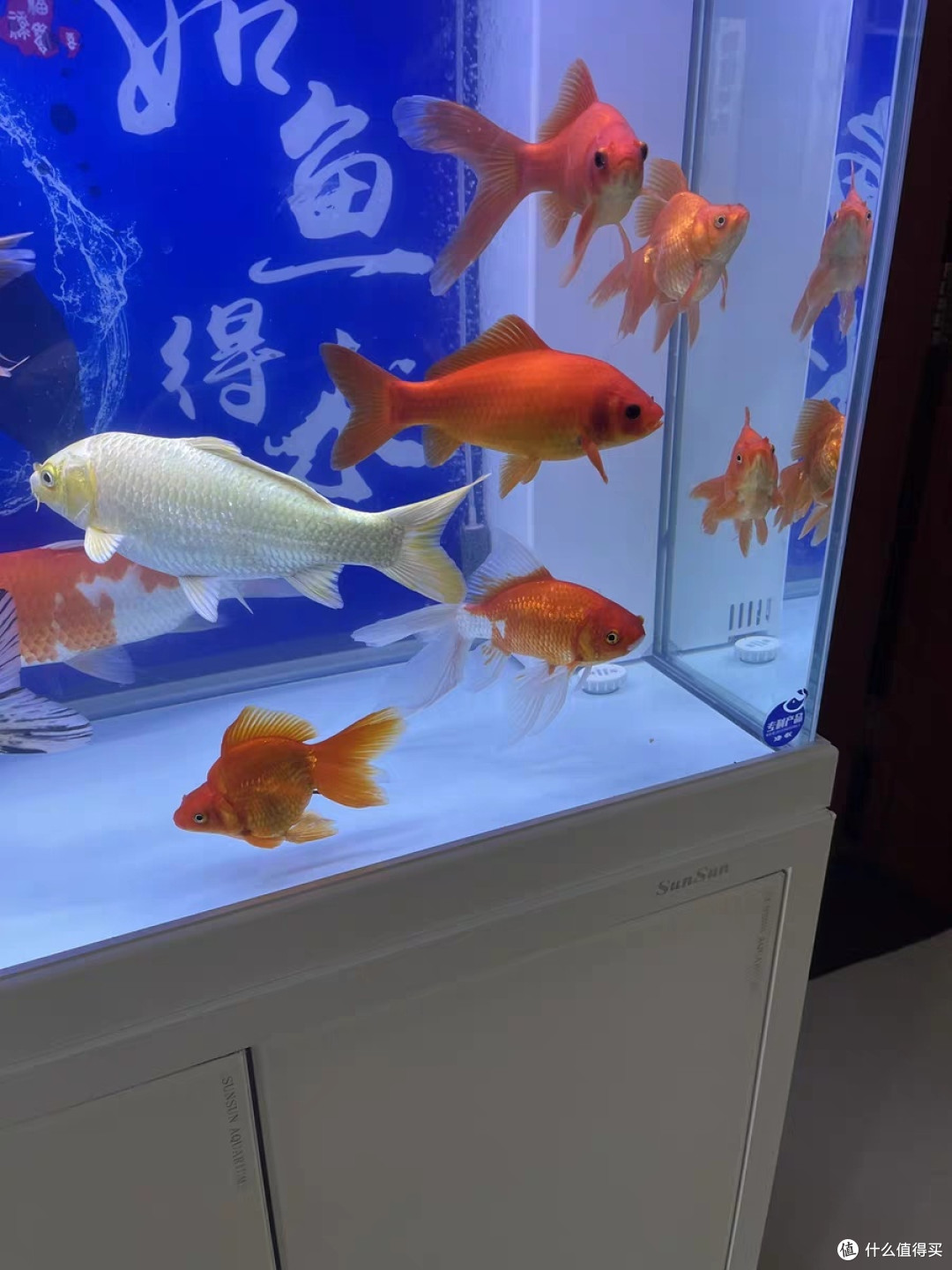 客厅森森超白鱼缸高贵优雅别致