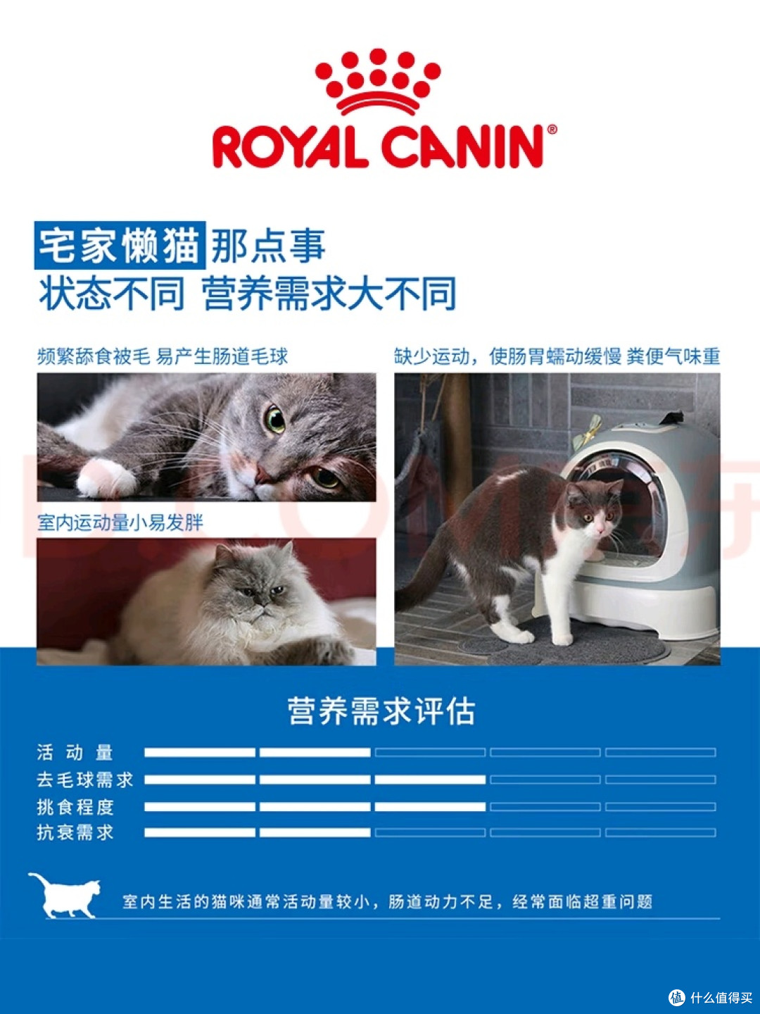 12月龄以上室内猫的精准营养选择