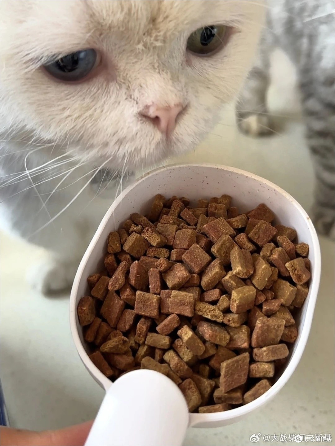 海洋之星低温烘焙猫粮营养评测